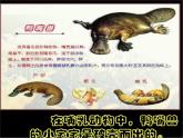 第3課 出殼了 美術(shù)一年級(jí)下冊(cè)-人美版課件