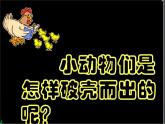 第3課 出殼了 美術(shù)一年級(jí)下冊(cè)-人美版課件