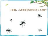第11課奇妙的爬行 課件