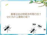 第11課奇妙的爬行 課件
