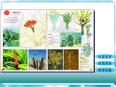 四年级美术下册第1课植物写生课件