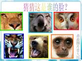 四年級美術(shù)下冊第10課動物的臉課件