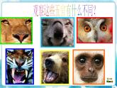 四年級美術(shù)下冊第10課動物的臉課件