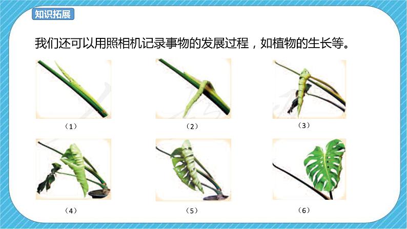 人教版美术 六年级下册 第二课 寻找美的踪迹-课件第8页