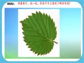 第八课《叶子上的小“血管》课件+教案