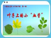 第八课《叶子上的小“血管》课件+教案