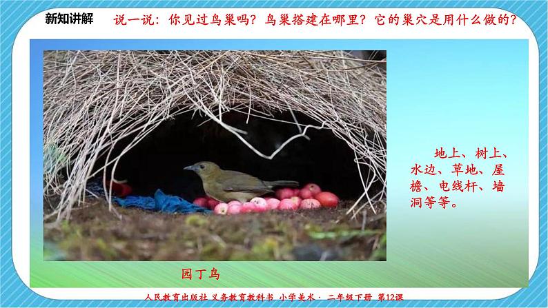 人教版 美术 二年级下册 第十二课《小鸟的家》课件第4页