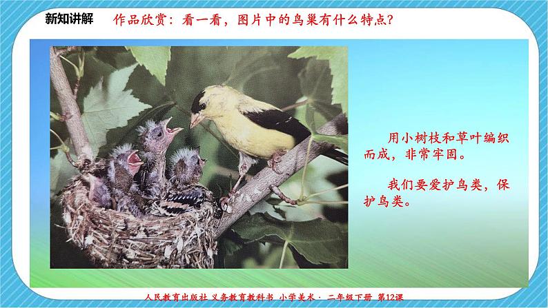 人教版 美术 二年级下册 第十二课《小鸟的家》课件第8页