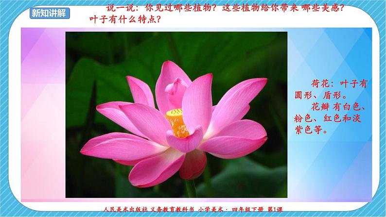 第一课《植物写生》课件+教案+说课课件+说课教案04