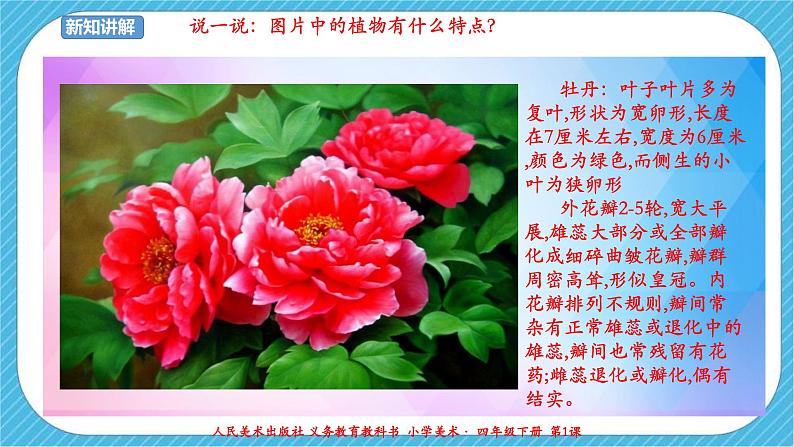 第一课《植物写生》课件+教案+说课课件+说课教案05