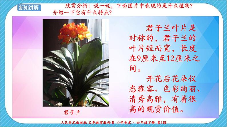 第一课《植物写生》课件+教案+说课课件+说课教案06