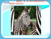 第十一課《動物的花衣裳》課件+教案