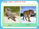 第十九课《保护珍稀野生动物》课件+教案
