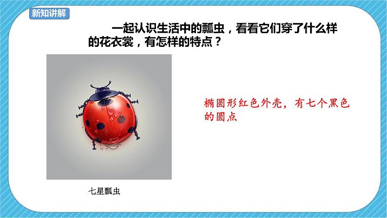 第8课《瓢虫的花衣裳》课件+教案05