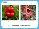 第11課《太空里的植物》課件+教案