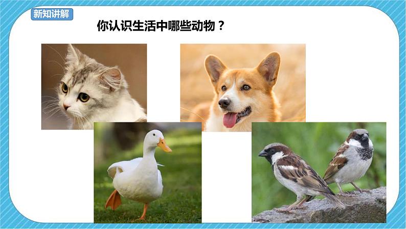 第14课《可爱的动物》课件+教案03