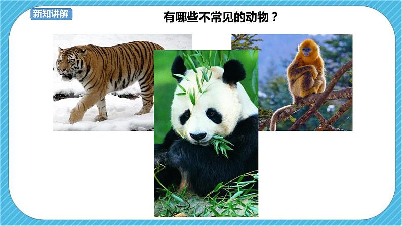 第14课《可爱的动物》课件+教案04
