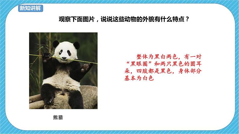 第14课《可爱的动物》课件+教案05