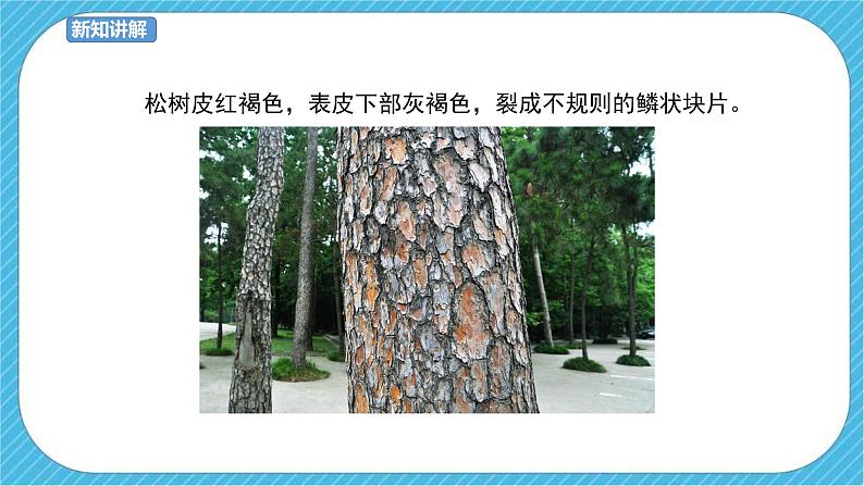 第11课 学画松树 课件+教案07