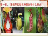 【人美版】二下美術(shù)  第二課 《吃蟲(chóng)草》（授課課件+授課教案+說(shuō)課課件+說(shuō)課教案）