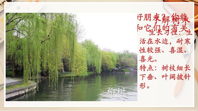 【人美版】二下美术  第三课 《认识身边的树》（授课课件+授课教案+说课课件+说课教案+素材）03