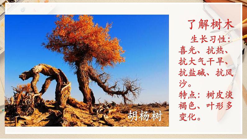 【人美版】二下美术  第三课 《认识身边的树》（授课课件+授课教案+说课课件+说课教案+素材）07