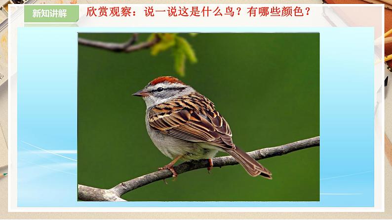 【人美版】二下美术  第十九课《我喜欢的鸟》（授课课件+授课教案+说课课件+说课教案+素材）06