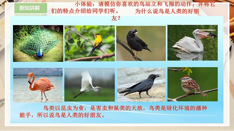 【人美版】二下美术  第十九课《我喜欢的鸟》（授课课件+授课教案+说课课件+说课教案+素材）07