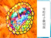 第14課人教版五年級(jí)下冊(cè)微觀世界 課件