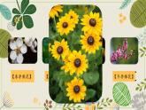 21三年級上冊美麗的花課件PPT