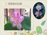 21三年級上冊美麗的花課件PPT