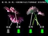 第6課花團(tuán)錦簇課件PPT