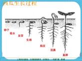 第二課《長(zhǎng)呀長(zhǎng)》授課課件+教案+說(shuō)課課件+說(shuō)課稿
