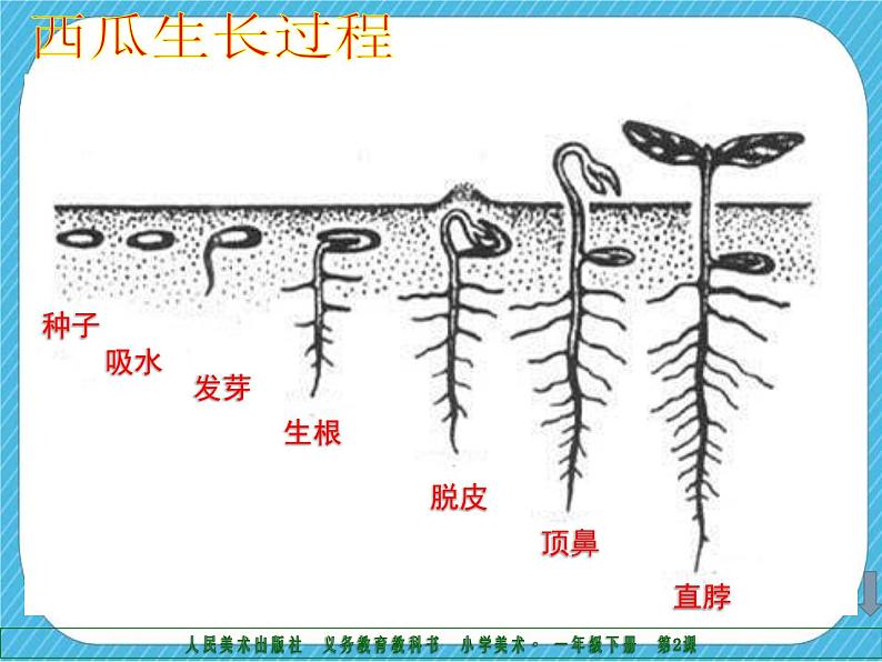 第二课《长呀长》授课课件+教案+说课课件+说课稿05