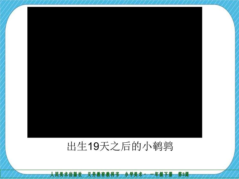 第三课《出壳了》授课课件+教案+说课课件+说课稿07