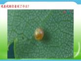 第十課 《我和昆蟲》課件+教案+說課課件+說課教案