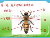 第十課 《我和昆蟲》課件+教案+說課課件+說課教案