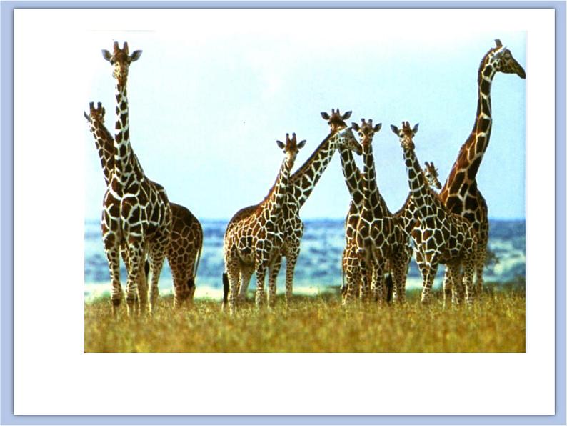 《群居动物模型》课件+教案03