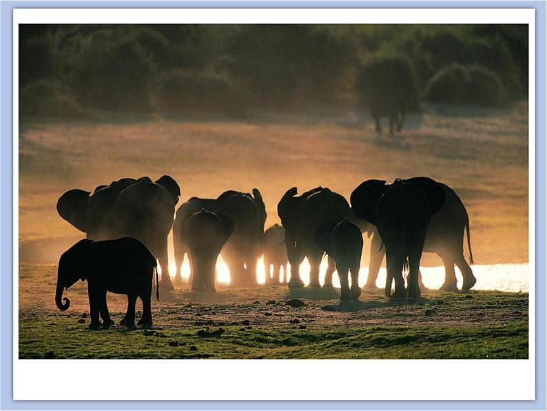 《群居动物模型》课件+教案04