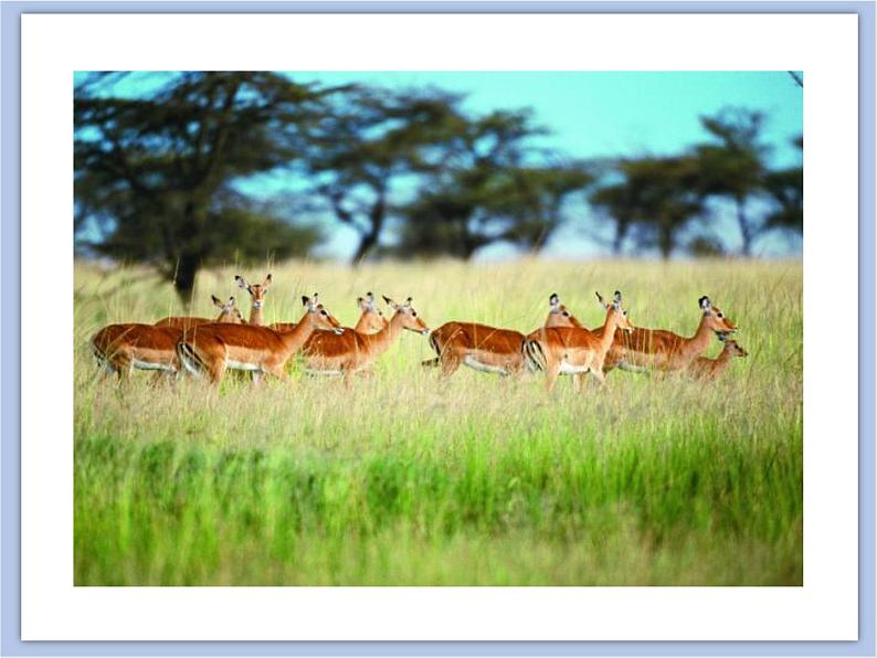 《群居动物模型》课件+教案05