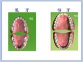 《我们的“爱牙日”》课件+教案