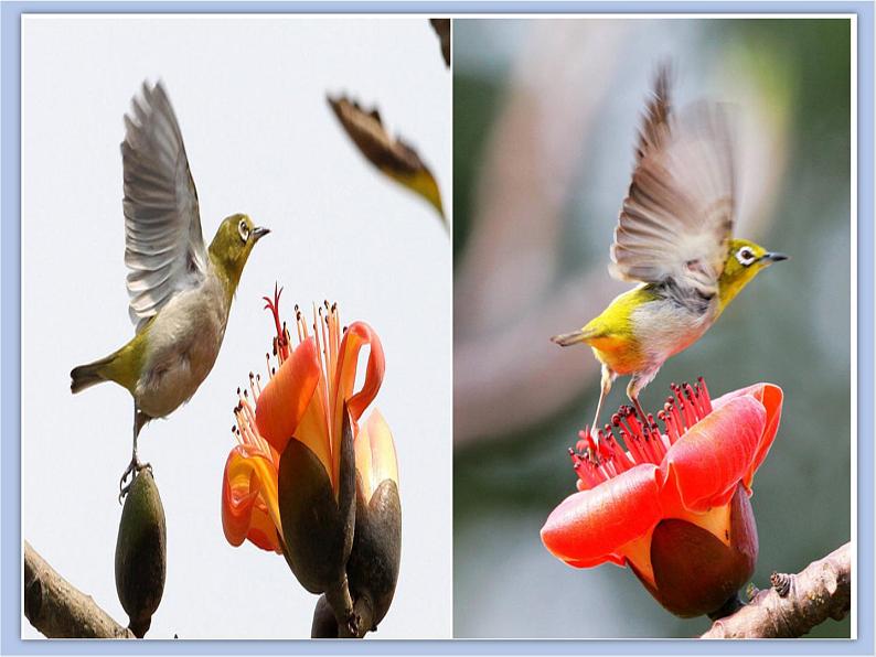 《展翅的小鸟》课件+教案03