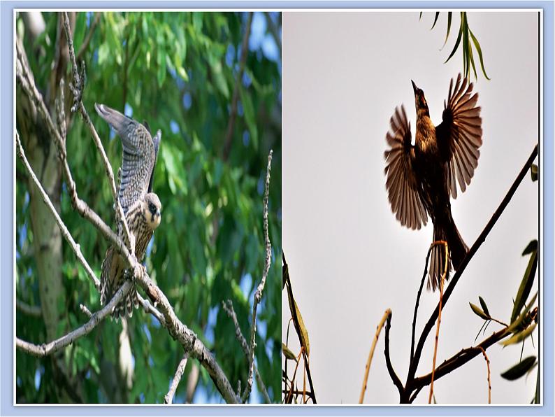 《展翅的小鸟》课件+教案04