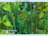 湘美版四年級上冊第5課《草叢中》PPT課件