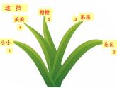 湘美版四年級上冊第5課《草叢中》PPT課件