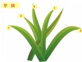 湘美版四年級上冊第5課《草叢中》PPT課件