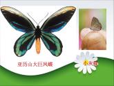 湖南美术出版社小学美术二年级下册 22. 剪纸动物(3)课件PPT