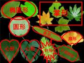8.《葉子上的小“血管”》課件PPT