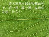 8.《葉子上的小“血管”》課件PPT