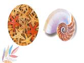 岭南版1下美术第9课《海螺与海星》课件+教案